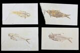 Lot: to Green River Fossil Fish - Pieces #81415-2